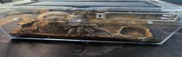 Tarantulas invertebrates for sale: 2 Tarantulas & Full Equipment Bundle. in Carmarthen - Advert 3