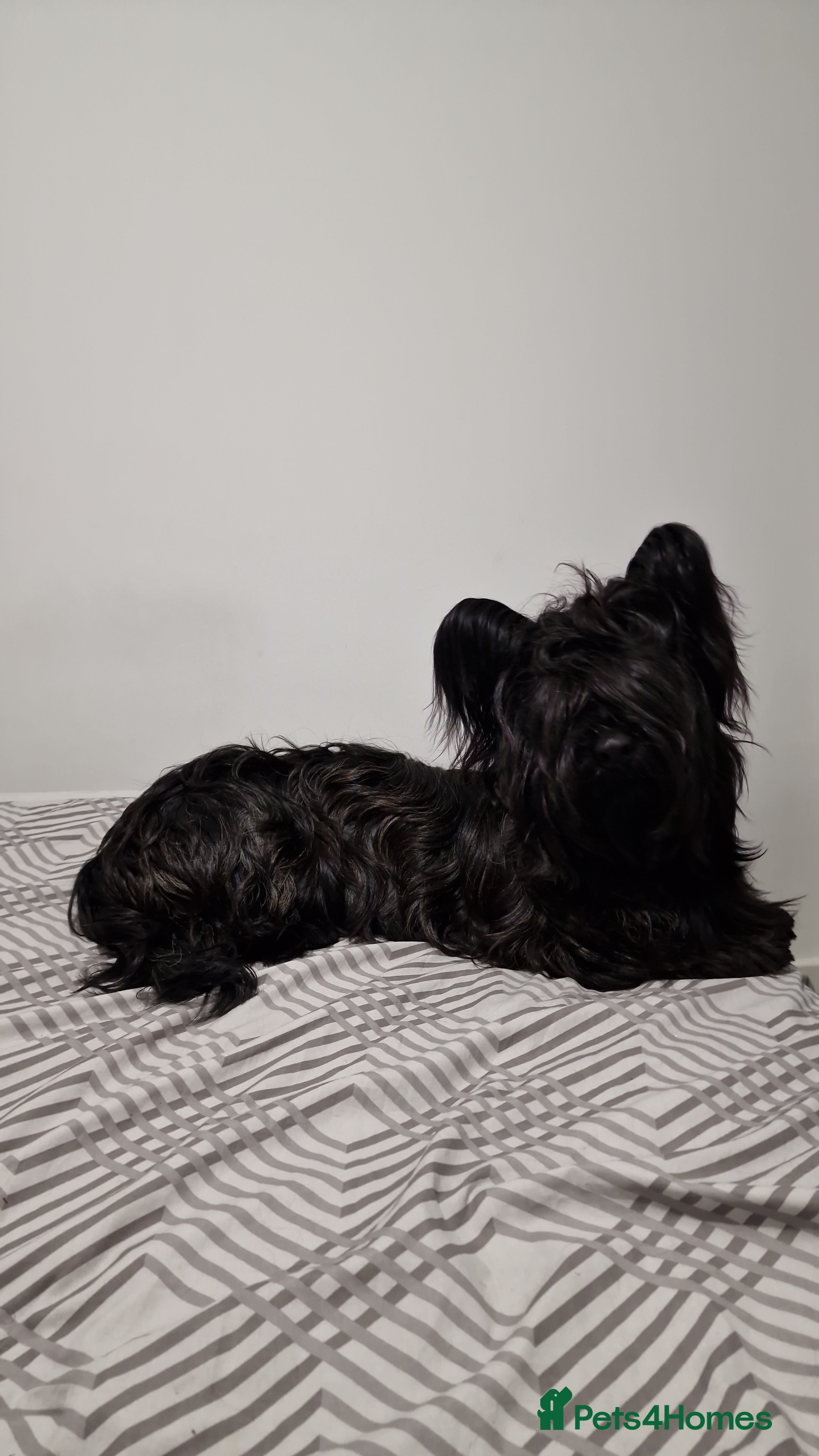 Skye Terrier dogs Male Skye Terrier. Fully vaccinated, microchipped in Birmingham - Advert 1