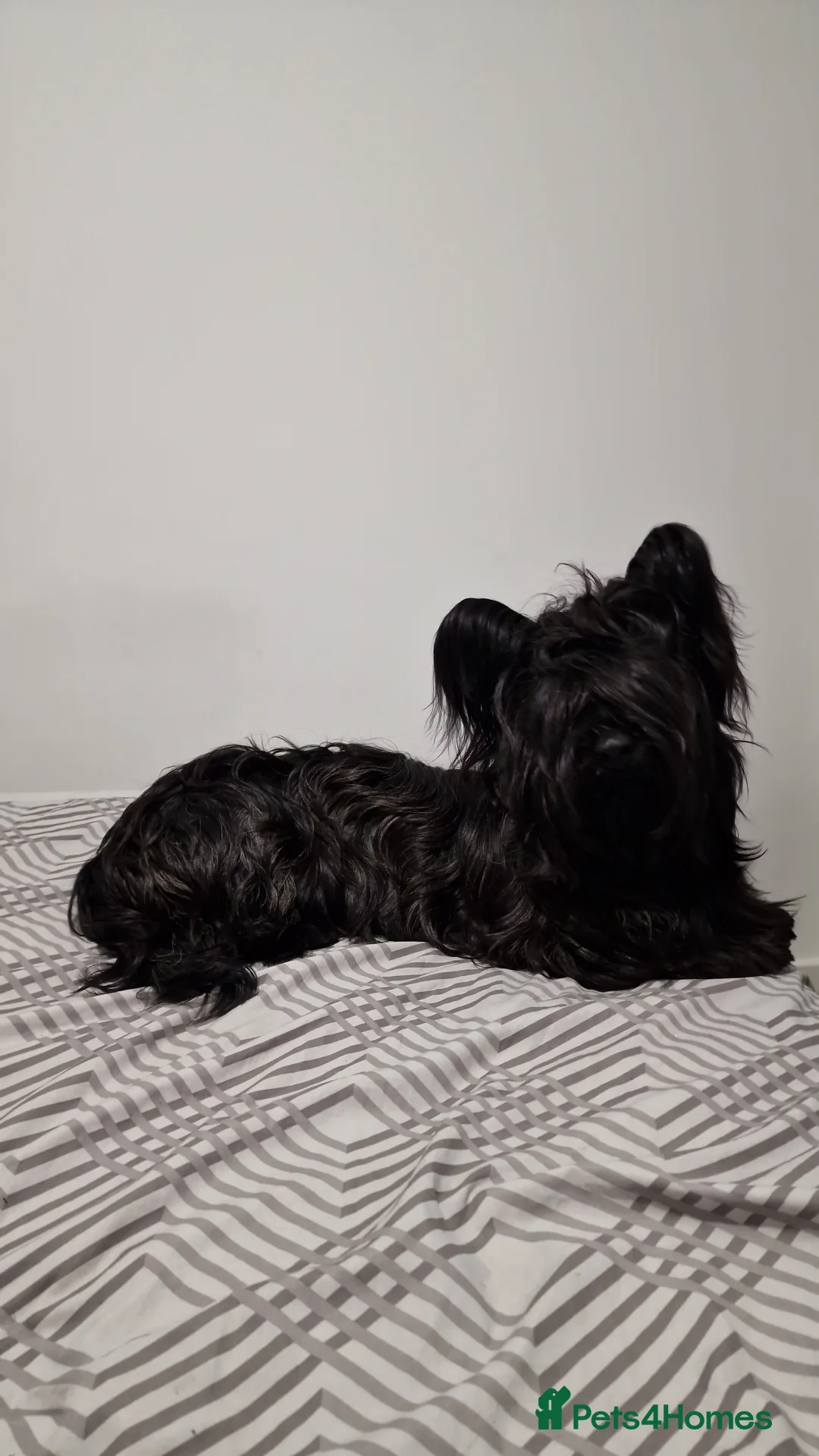 Skye Terrier dogs for sale: Male Skye Terrier. Fully vaccinated, microchipped in Birmingham - Advert 1