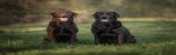 Labrador Retriever dogs for sale: KC Reg Chocolate Labrador Pups Excellent Pedigree  - Advert 9