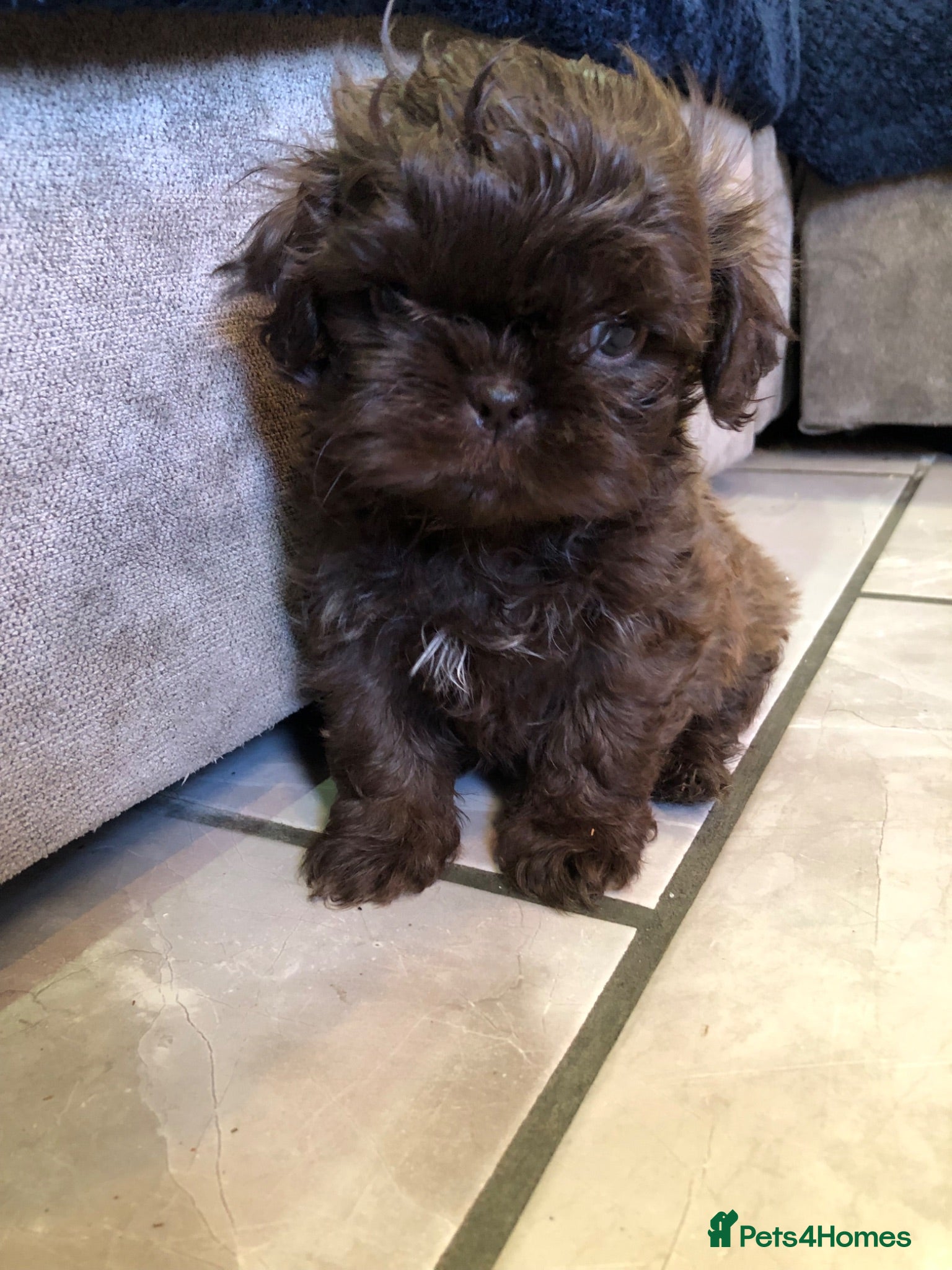 Shih Tzu dogs 5 beautiful shih tzu puppies - Advert 9