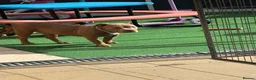 American Bully dogs for sale: American bullies  - Advert 10