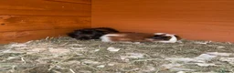 Guinea Pig rodents for sale: Gorgeous mixed breed Guinea Pigs - Advert 5