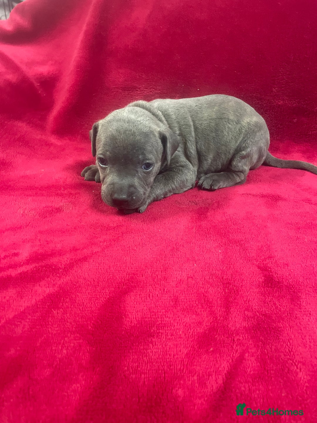 Staffordshire Bull Terrier dogs for sale: Stunning blue Staffordshire bull terrier puppies - Advert 2