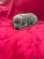 Staffordshire Bull Terrier dogs Stunning blue Staffordshire bull terrier puppies - Advert 10