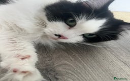 British Longhair cats for sale: Adorable cuddly male cat - Image 2