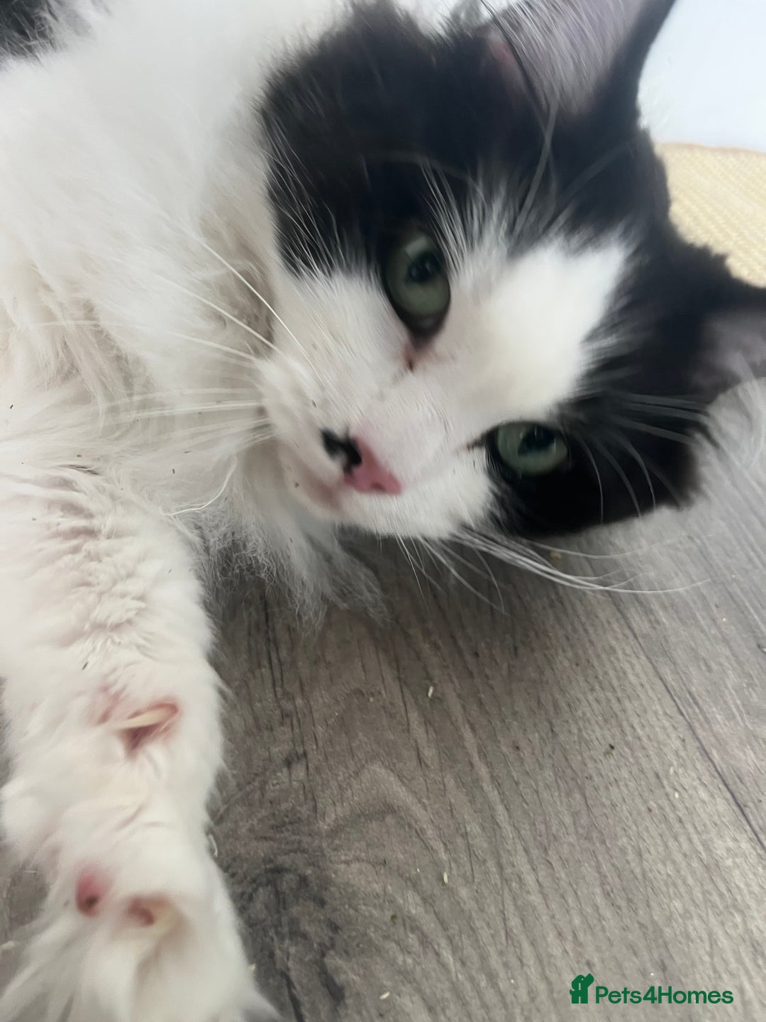 British Longhair cats for sale: Adorable cuddly male cat - Image 2