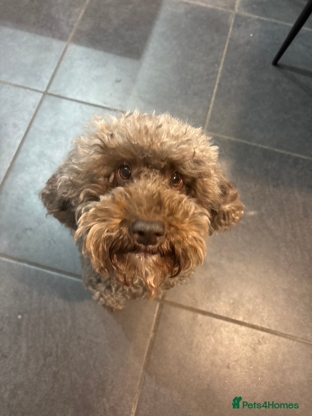 Cockapoo dogs for sale: Beautiful F1b cockapoo puppies due 26/1 - Advert 3