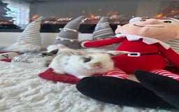 Mini Lop rabbits for sale: Baby bunnies  - Advert 12