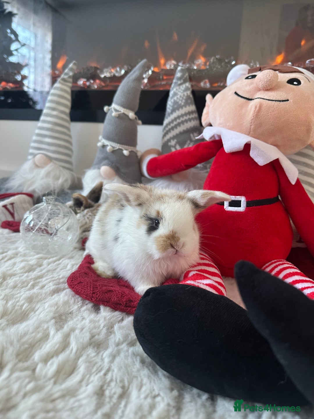 Mini Lop rabbits for sale: Baby bunnies  - Advert 12