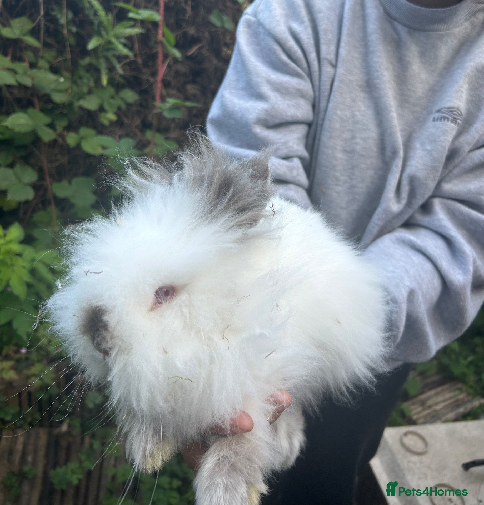 Mixed Breed rabbits Bunnies Ready for New Homes! - Advert 2