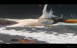 Angelfish fish for sale: White platinum blushing angelfish  - Image 2