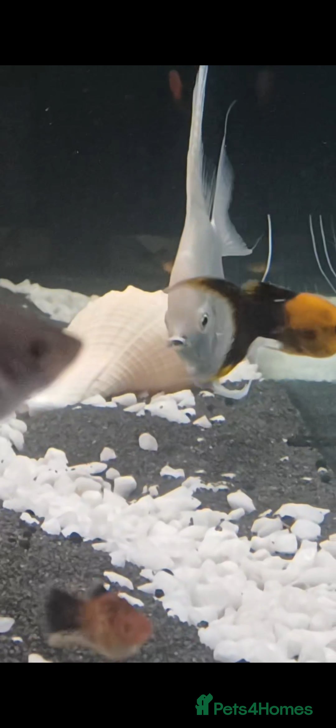 Angelfish fish for sale: White platinum blushing angelfish  - Image 2