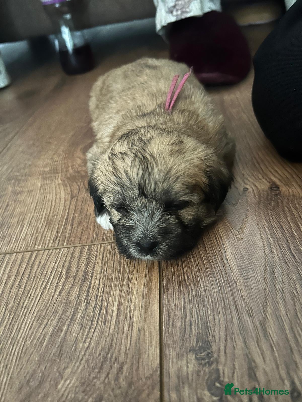 Mixed Breed dogs 3 beautiful Shorkie puppies  - Advert 2