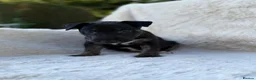 English Bull Terrier dogs for sale: Champion Bloodline English Bull Terrier Puppies - Advert 25