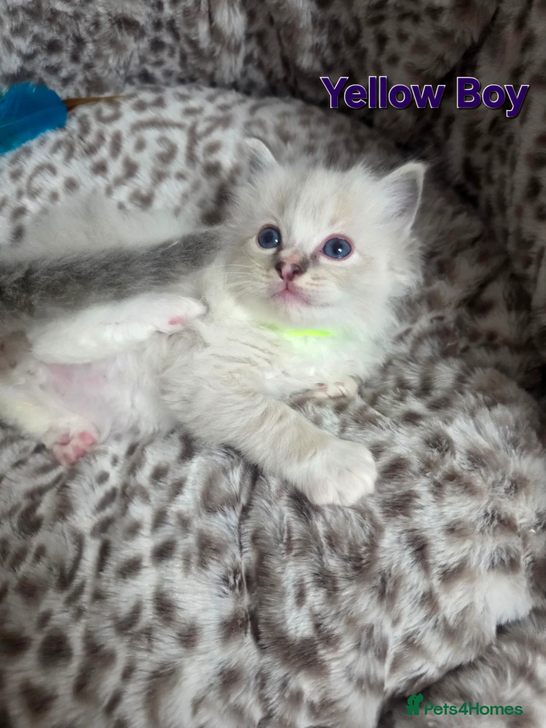 Ragdoll cats for sale: Stunning Ragdoll kittens - Advert 12