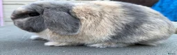 Mini Lop rabbits for sale: Blue Harli vm buck  - Advert 4