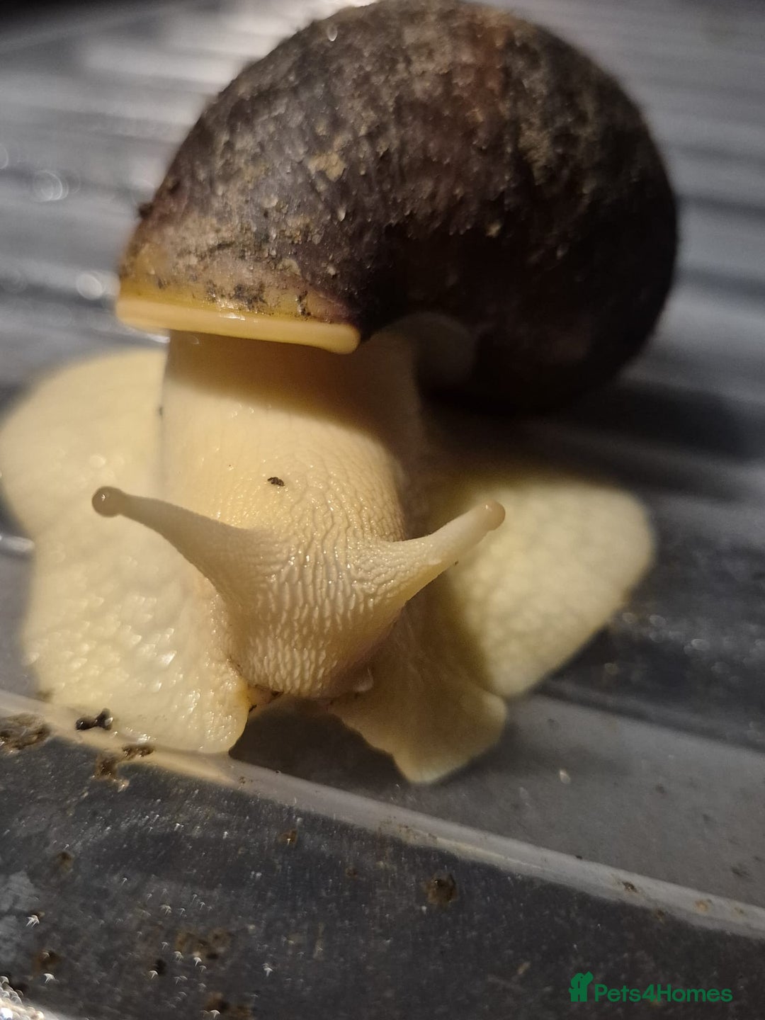 Snails invertebrates for sale: Giant African Land Snails  - Advert 1