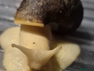 Snails invertebrates Giant African Land Snails - Advert 4