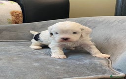 Cavapoo dogs for sale: Stunning, unique Cavapoo pups - Image 9
