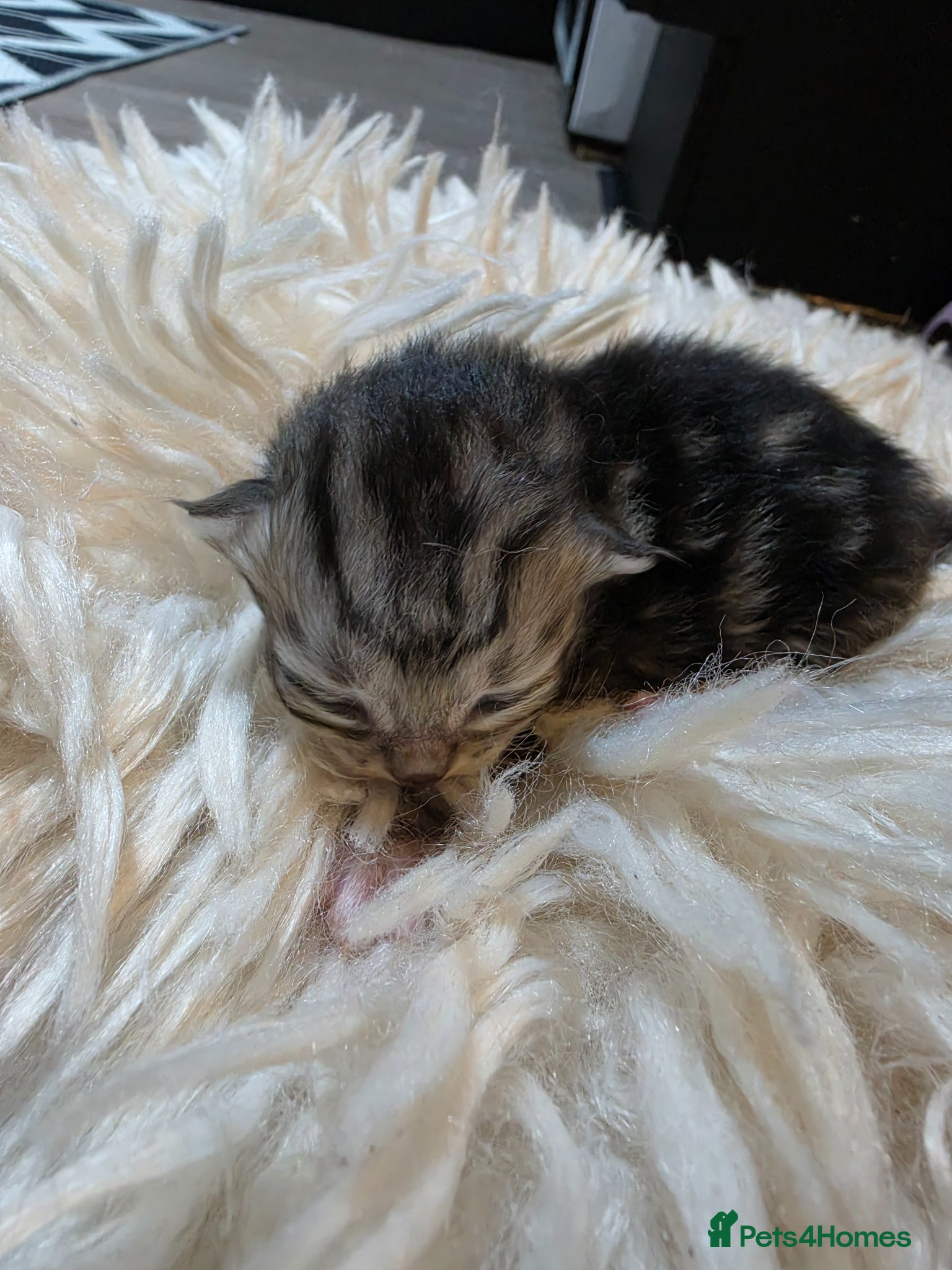 Persian cats for sale: Beautiful Persian Mix Kittens - Advert 32