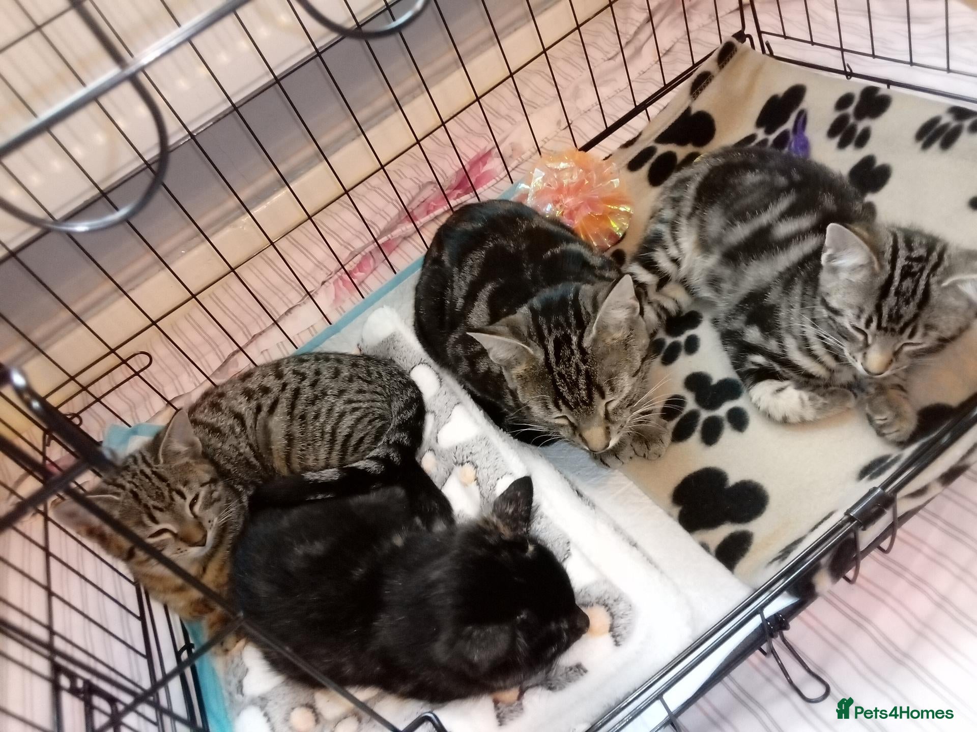 Mixed Breed cats Bengal x kittens - Advert 18