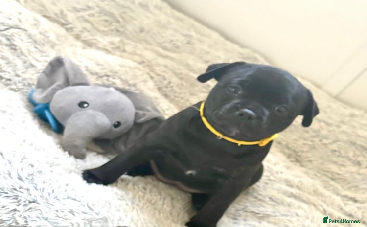 Staffordshire Bull Terrier dogs Floyd & Sky - Advert 16