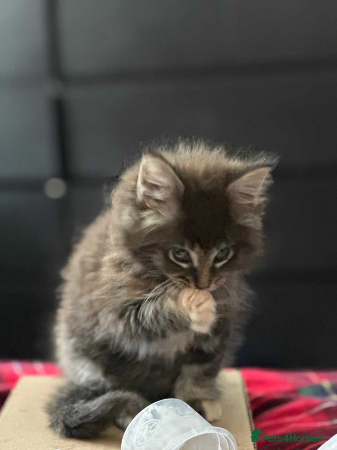 Maine Coon cats for sale: Mainecoon little lady ready for new home - Advert 13