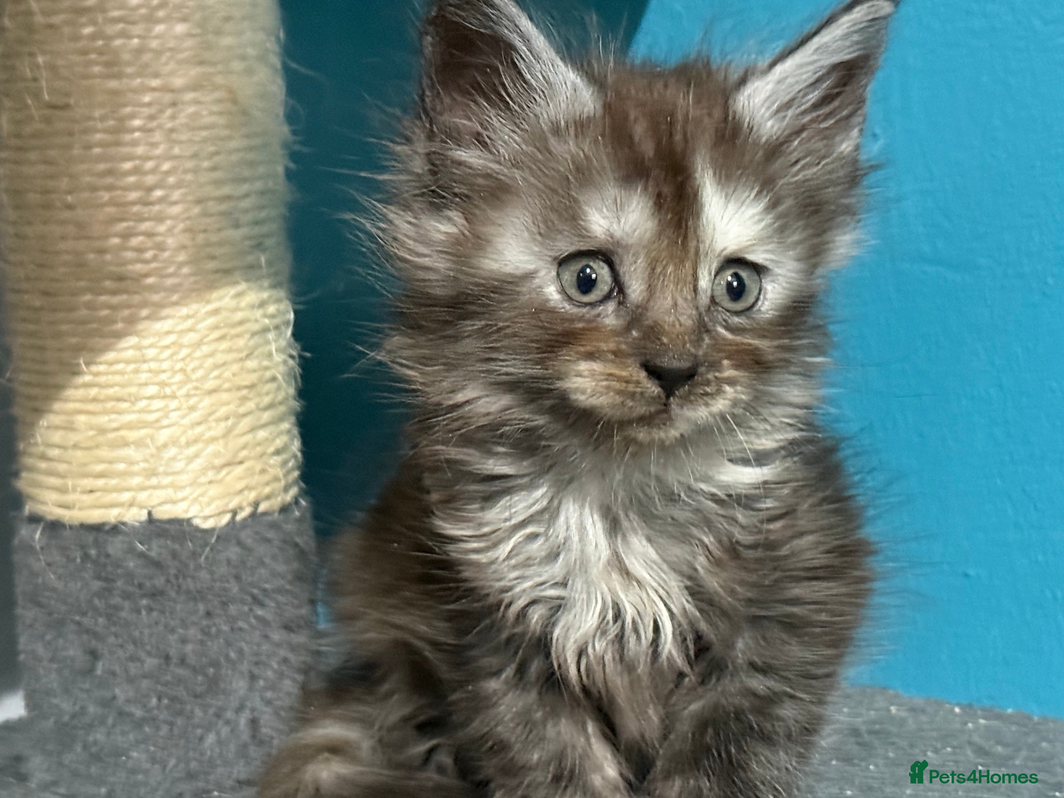 Maine Coon cats Gccf registered Maine coon kittens - Advert 3