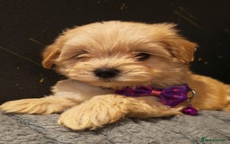Maltipoo dogs for sale: Miniature Maltipoo Ready to Go - Image 22