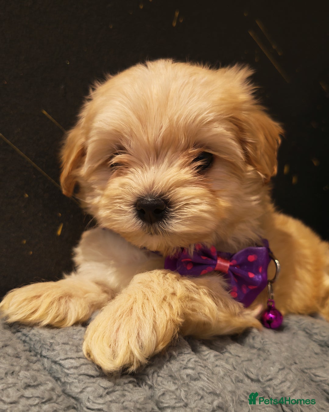 Maltipoo dogs for sale: Miniature Maltipoo Ready to Go - Image 22