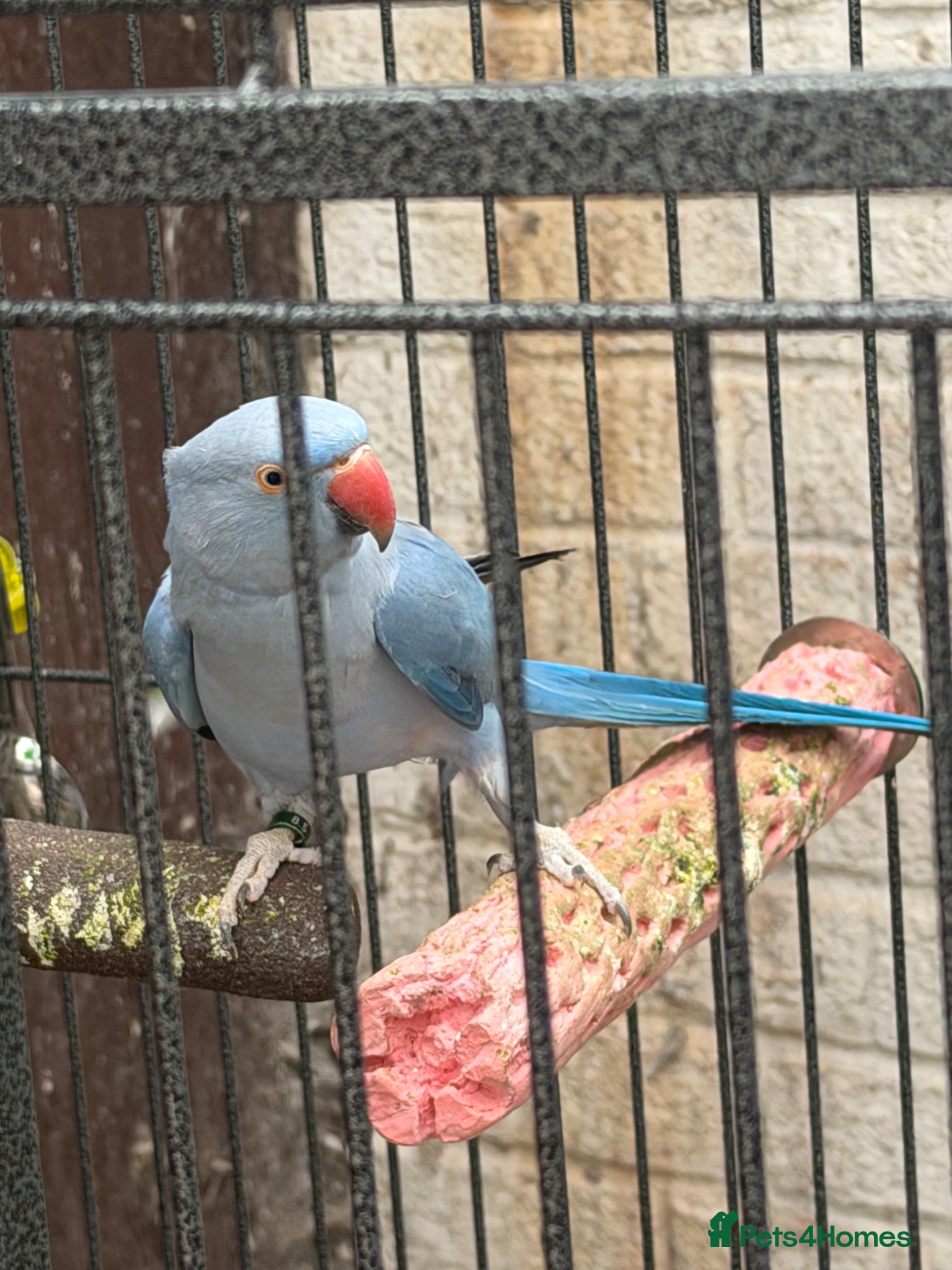 Ringnecks birds Blue mail - Advert 2