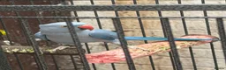 Ringnecks birds for sale: Blue mail - Advert 1