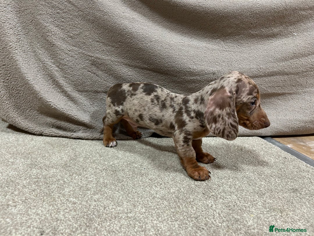 Miniature Dachshund dogs for sale: Stunning pure miniature dachshunds - Image 7