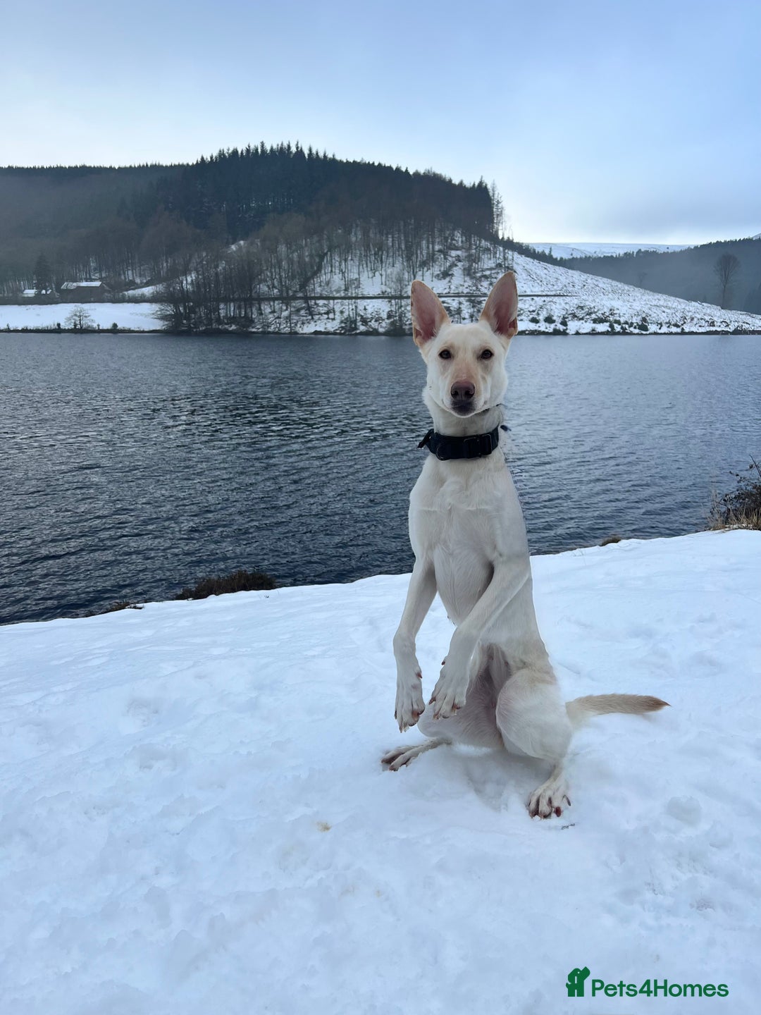 Belgian Shepherd Dog dogs for sale: ZYLA - Belgian Malinois - Image 10