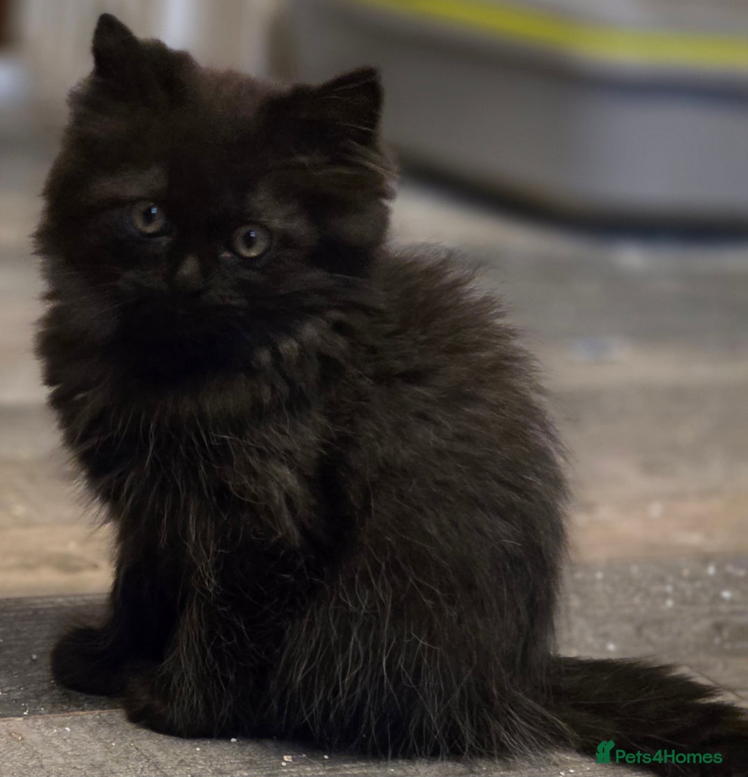 Persian cats for sale: Persian  - Image 26