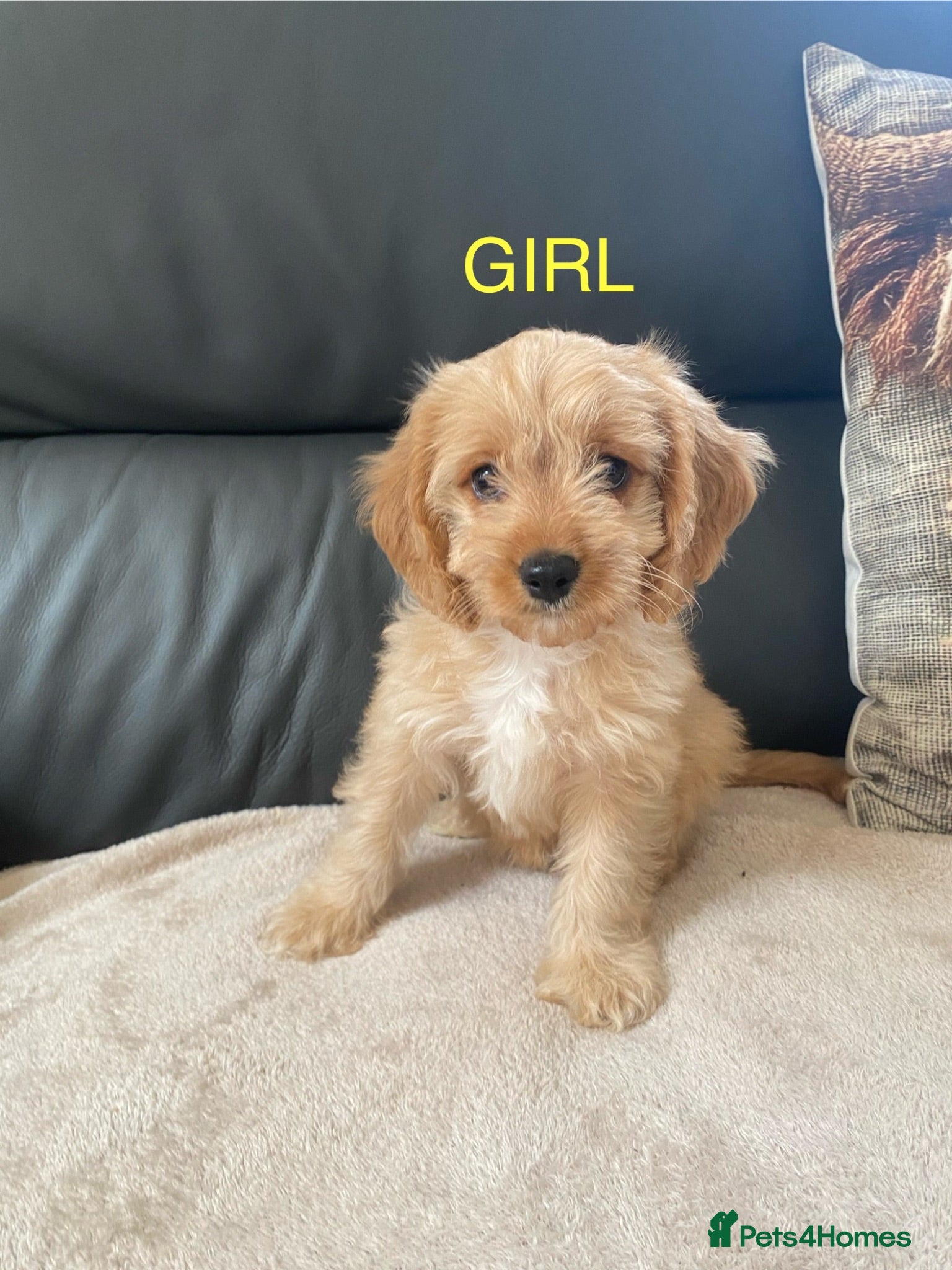 Cavapoo dogs 🐾3 girls left 🐾  - Advert 8