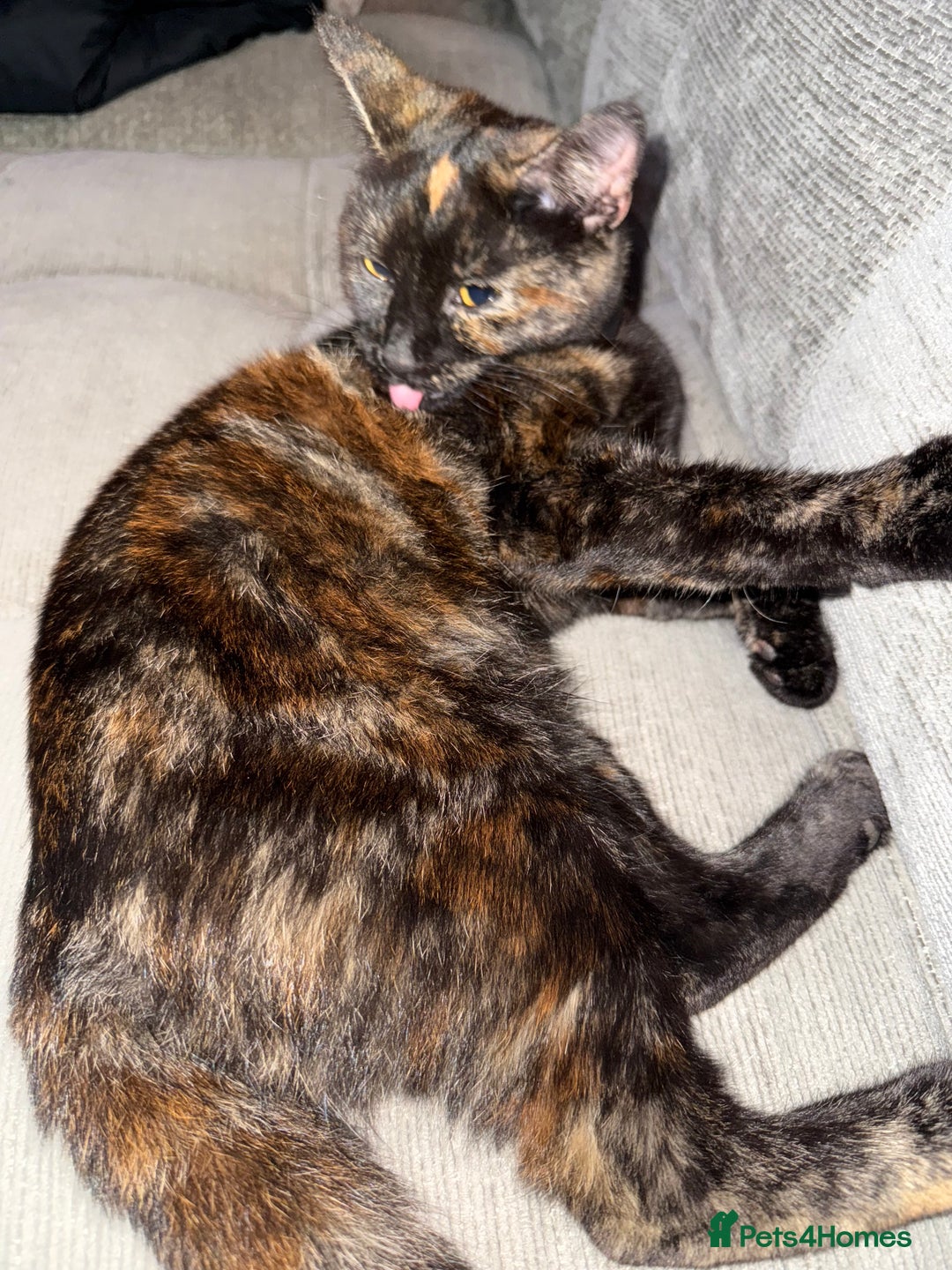 Domestic Shorthair cats for sale: Female tortoiseshell kitten - Image 3