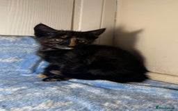 Mixed Breed cats for sale: 3 Lovely Kittens - Image 8
