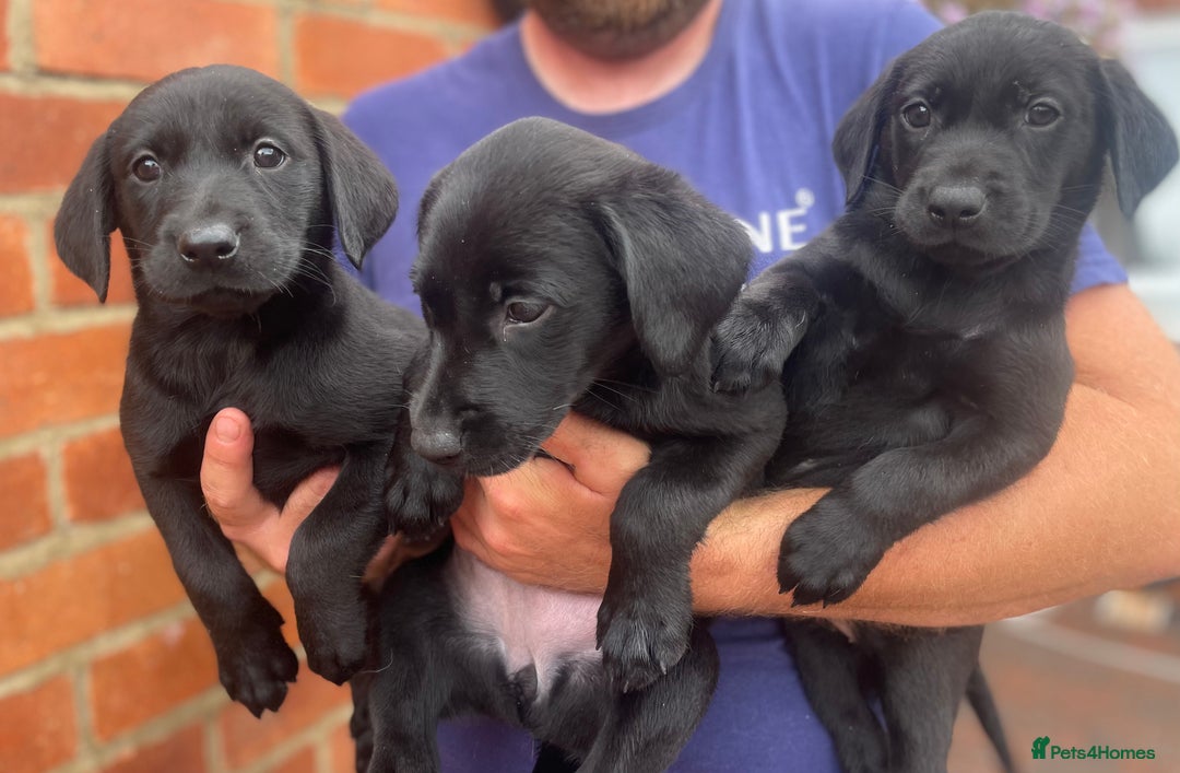 Labrador Retriever dogs for sale: Working Labrador Puppies - Image 14
