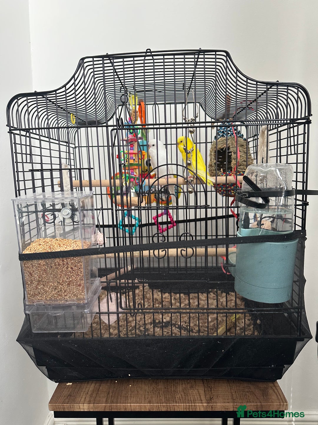 Budgerigars birds for sale: A pair of budgerigars are looking for a new home  - Image 2