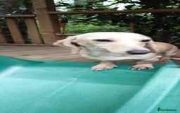 Miniature Dachshund dogs for sale: Miniature Cream Dachshund Puppies KC Reg   - Image 20
