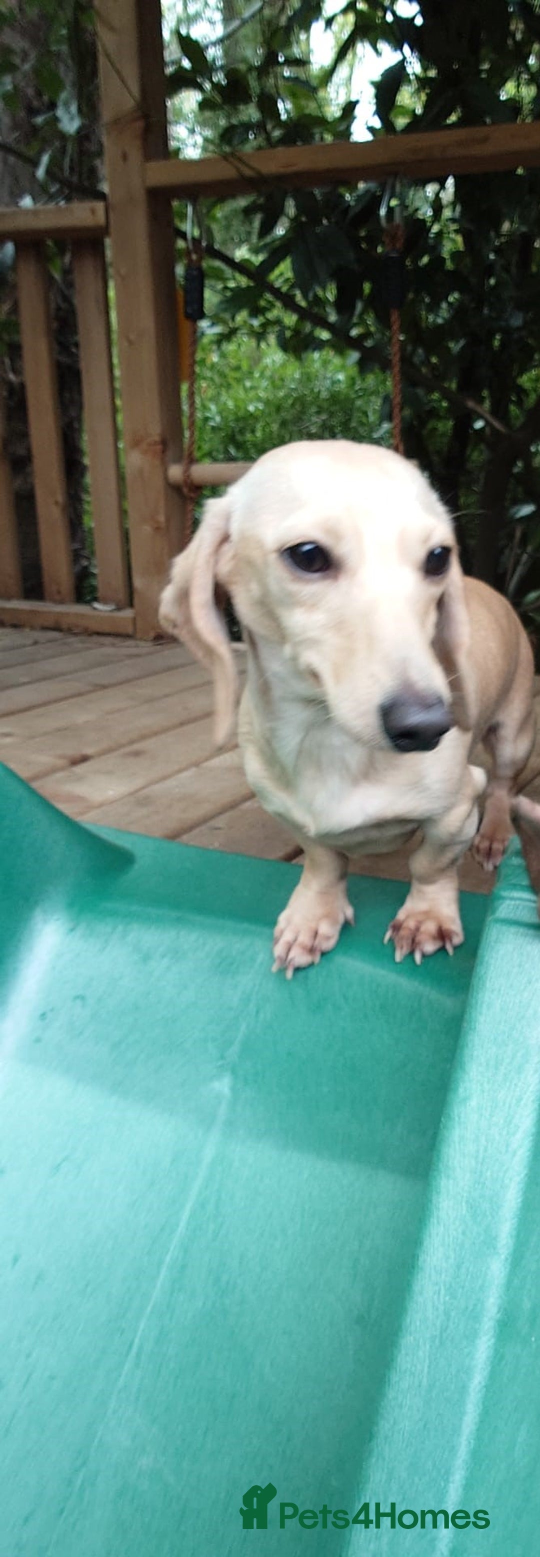 Miniature Dachshund dogs for sale: Miniature Cream Dachshund Puppies KC Reg   - Image 20