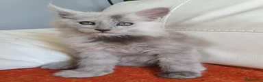 Maine Coon 2
