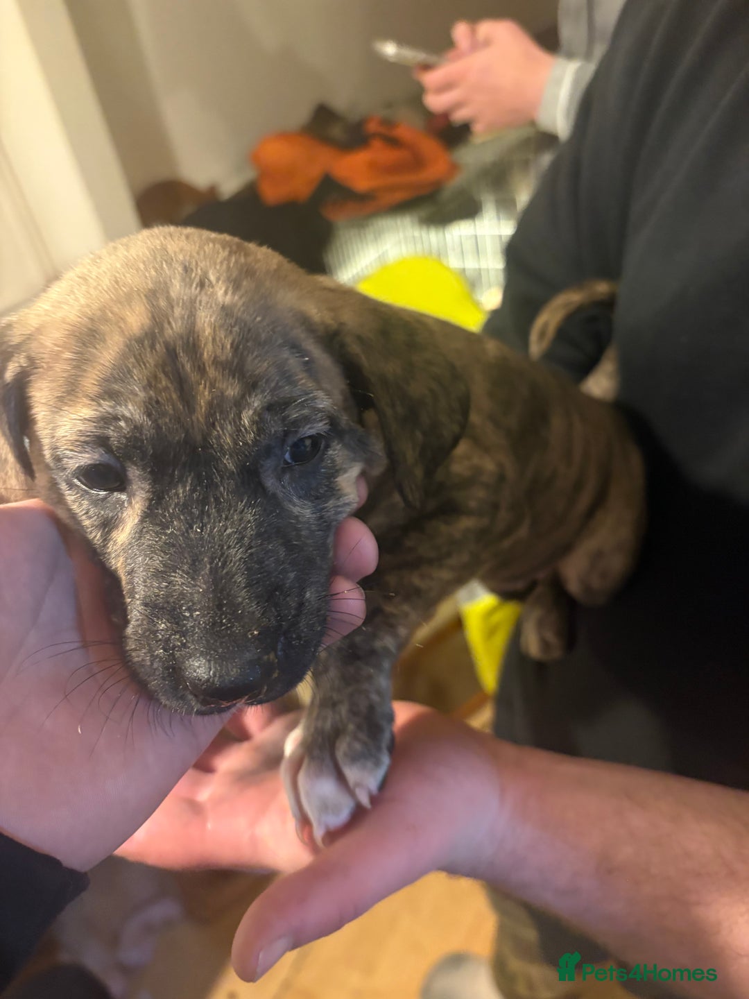 Mixed Breed dogs for sale: Puppy’s for sale - Advert 6