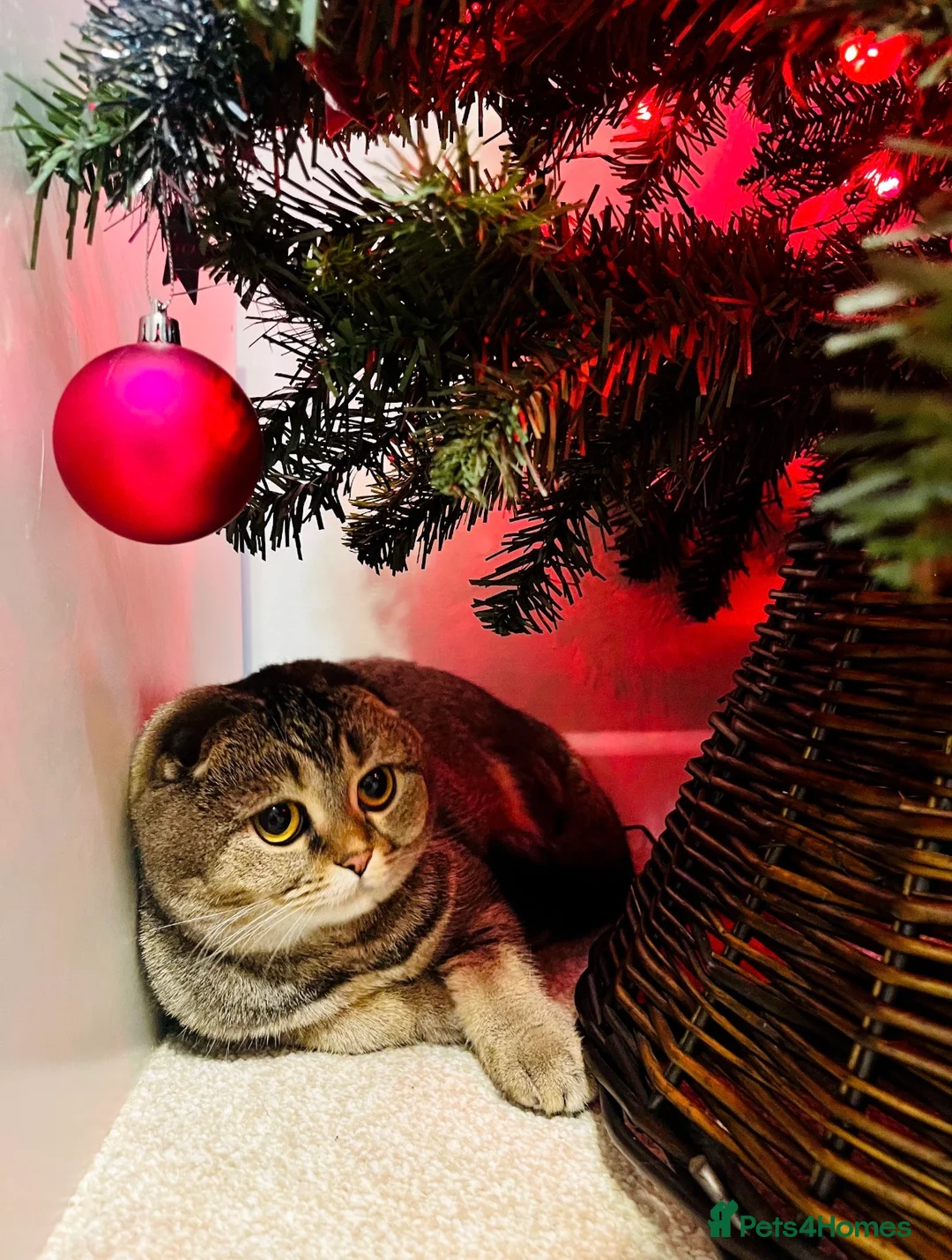 Mixed Breed cats for sale: British Shorthair & Scottish Fold mixed breed - Advert 6