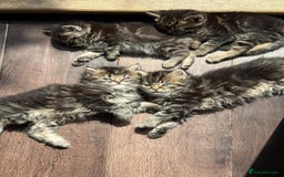 Persian cats for sale: Persian Ragdoll Kittens for sale  in Sidcup - Image 2