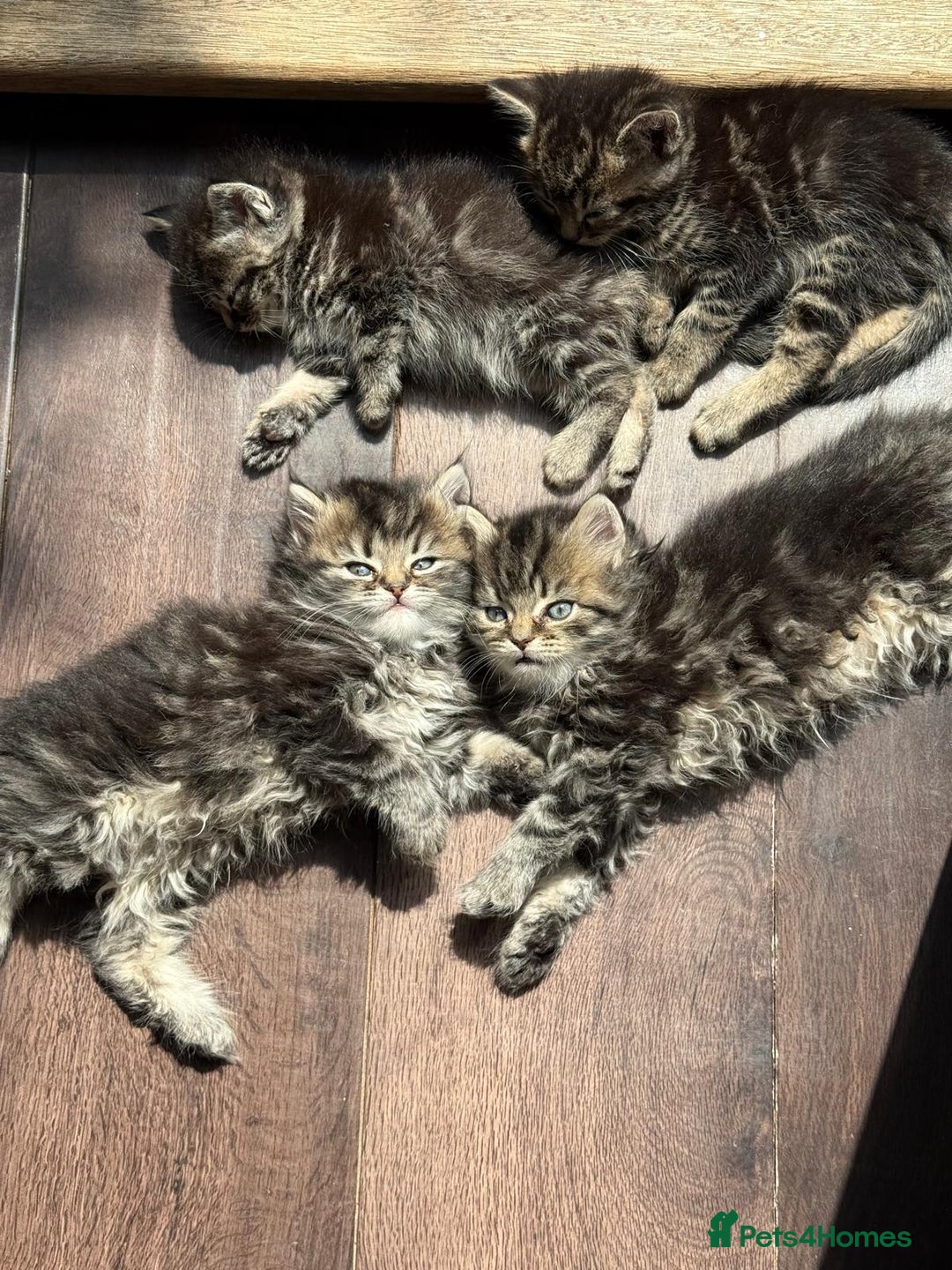 Persian cats for sale: Persian Ragdoll Kittens for sale  in Sidcup - Image 2