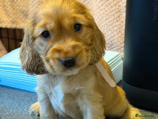 Cocker Spaniel dogs Champion bloodline KC Show Cocker Spaniel Puppies - Advert 2