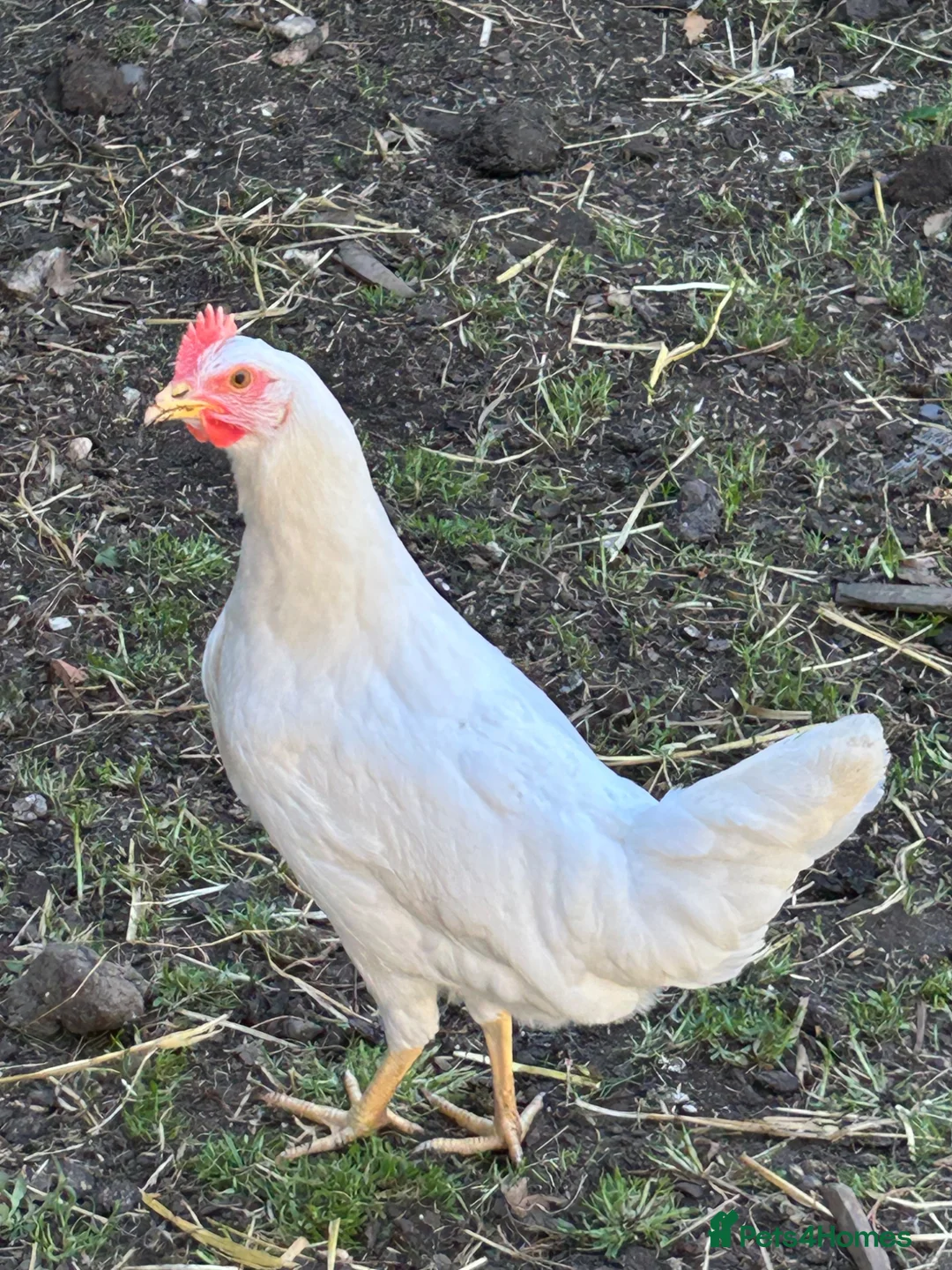 Chickens poultry for sale: Point of lay Leghorn and brown laying hens - Advert 10
